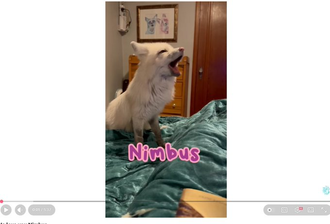 blockstreamerx's tweet photo. Exact same playbook as Apple but guaranteed claim. 

SaveAFox is literally begging for donations after they did everything they can to save the life of Nimbus. 

They have huge medical bills after trying to save Nimbus but they can't afford it.

https://t.co/bSRHlFjoHE https://t.co/ccgfEDXoB7