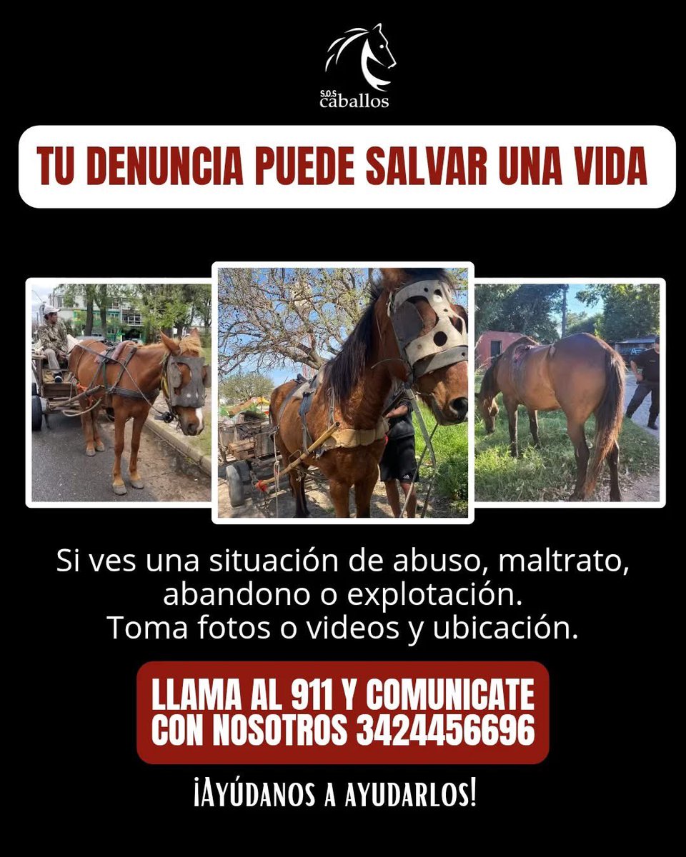 mavica tweet media