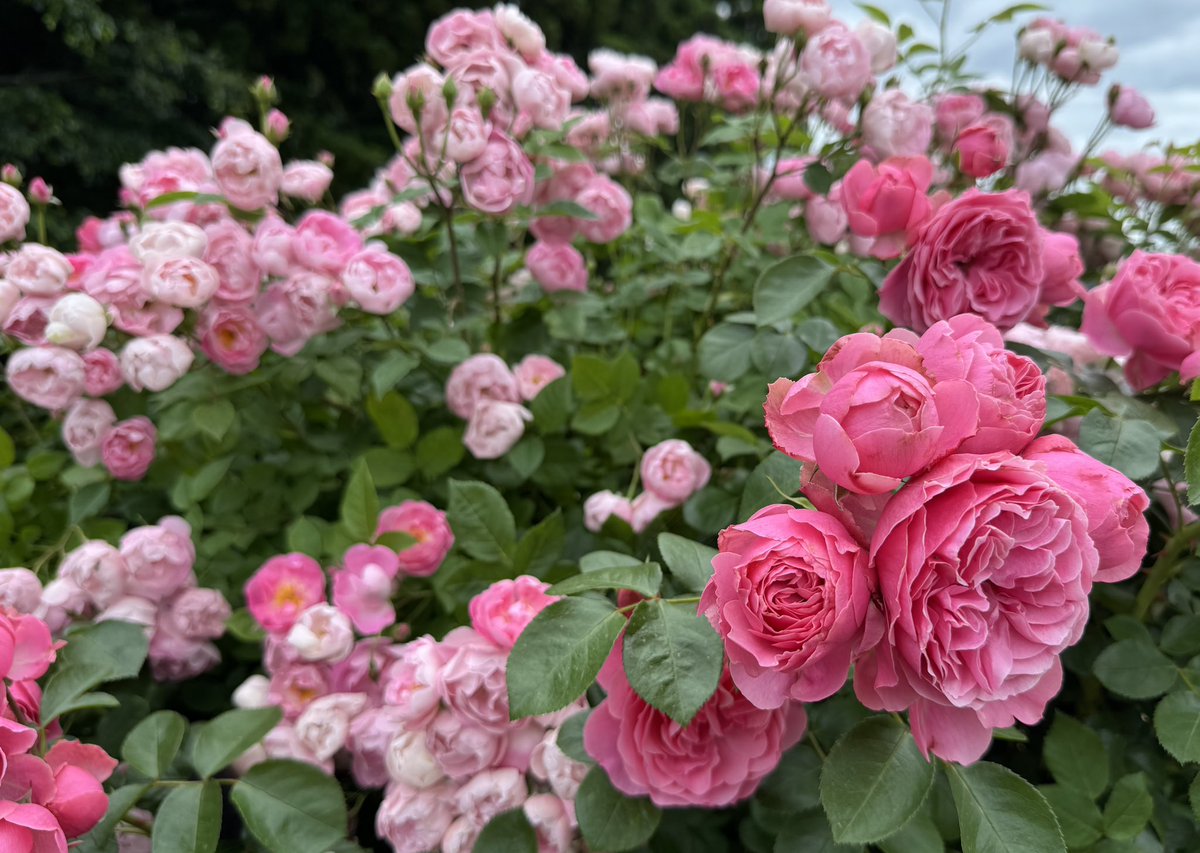 PlumRose tweet media