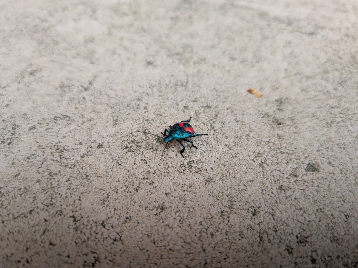 cwage's tweet photo. predatory stink bug nymph (i think) https://t.co/17Tl4UHr4L