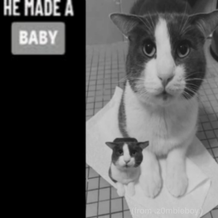 soggy cat tweet media