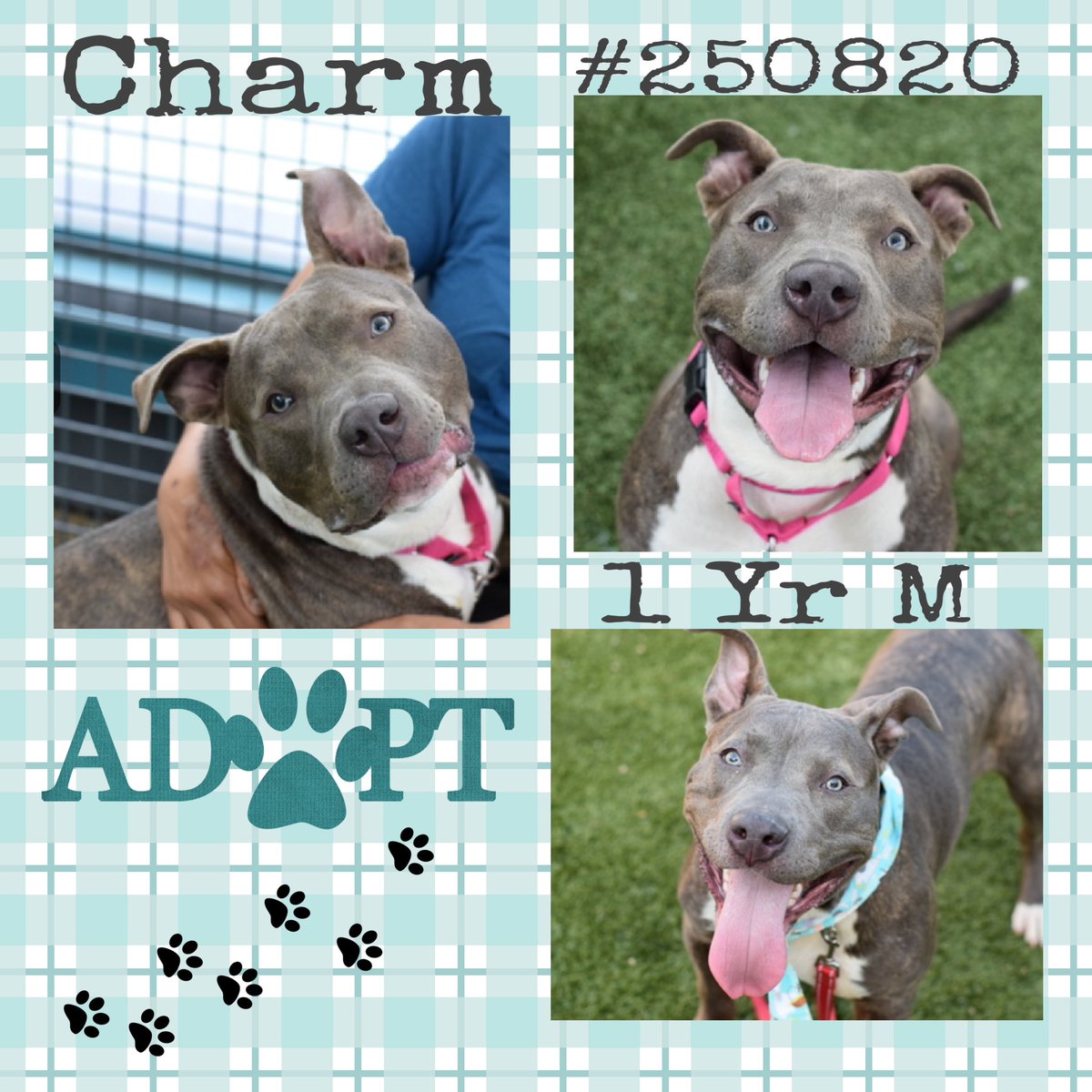 Quinnqueens's tweet photo. 🍀 Charm #250820 🍀

Just look at that smile, this 1 year old puppy is located at Queens ACC, waiting almost 35 days for his new pawrent. Sadly his former human could no longer care 4 him, he’s looking for a fresh chapter in life. He will do best in an all adult home as the only pet. He has leash reactivity towards other 🐕, cars 🚗 & small animals. A lot of dogs do, it’s fairly common❗️
Charm is very people oriented, social & loves being near humans. Sensitive 2 loud noises, imagine being in the chaotic shelter. Let’s get him his next chapter in a 4ever home. Charm will charm you with his playful goofy side.♥️

#AdoptMe #Foster if you’re in the Northeast area. 
https://t.co/sr85LHaTfz