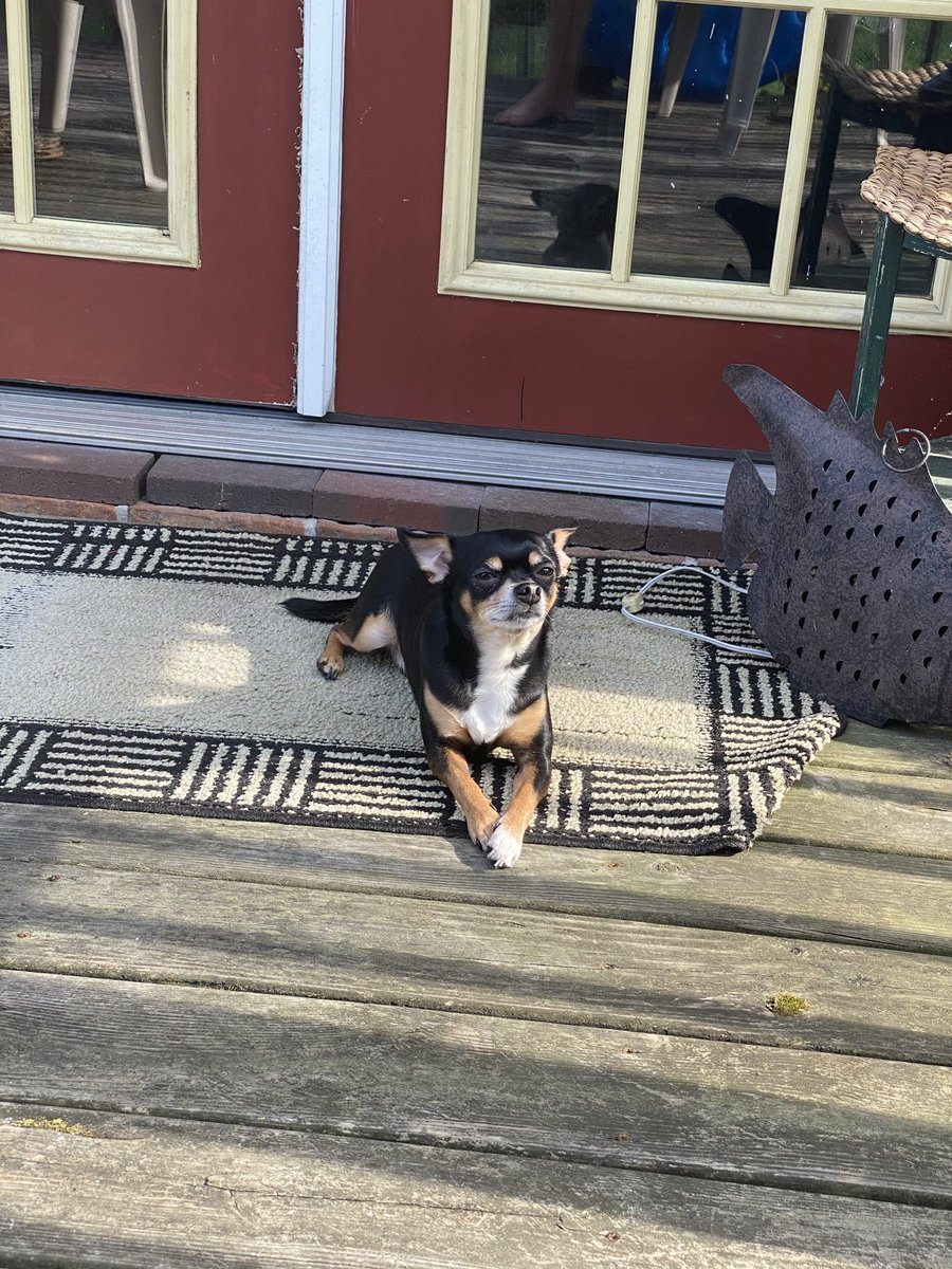 deergutzz's tweet photo. homesick for a home that’s not here anymore…😔🐾 https://t.co/ySEmvbqfQL