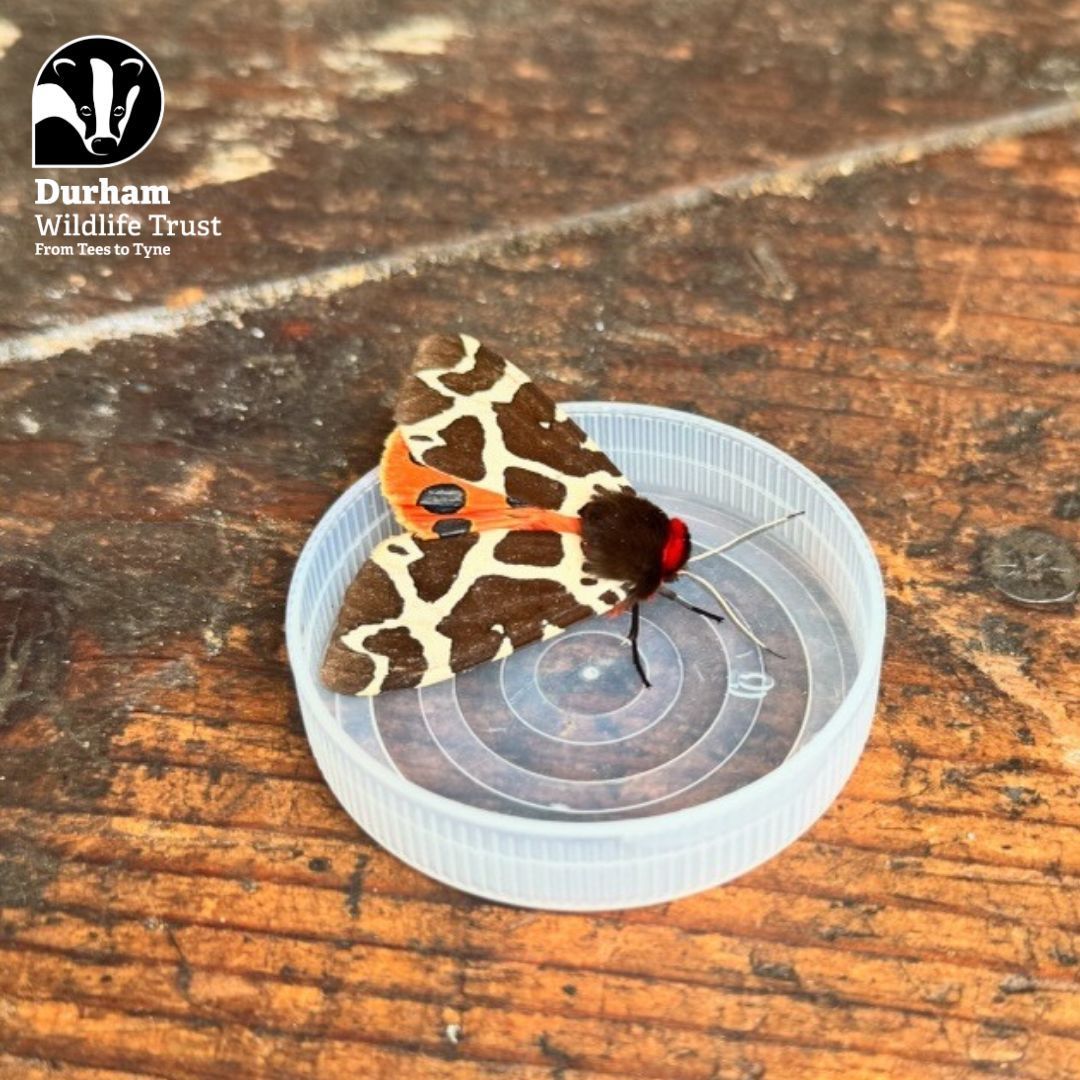 DurhamWildlifeTrust tweet media