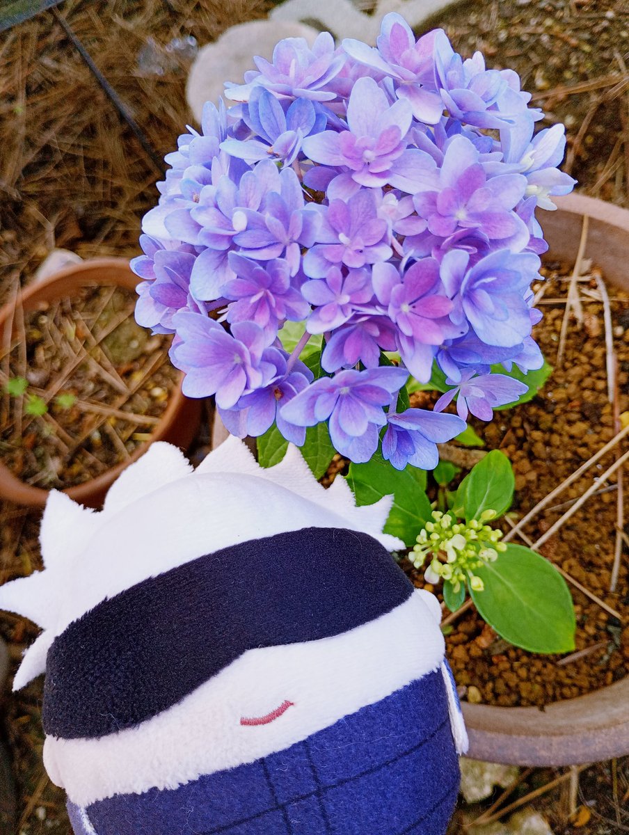 五条 悟🤞✨💎 (@Satoru_Gojo1270) / Posts / X