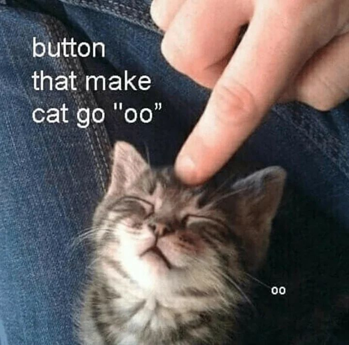 Punch Cat tweet media