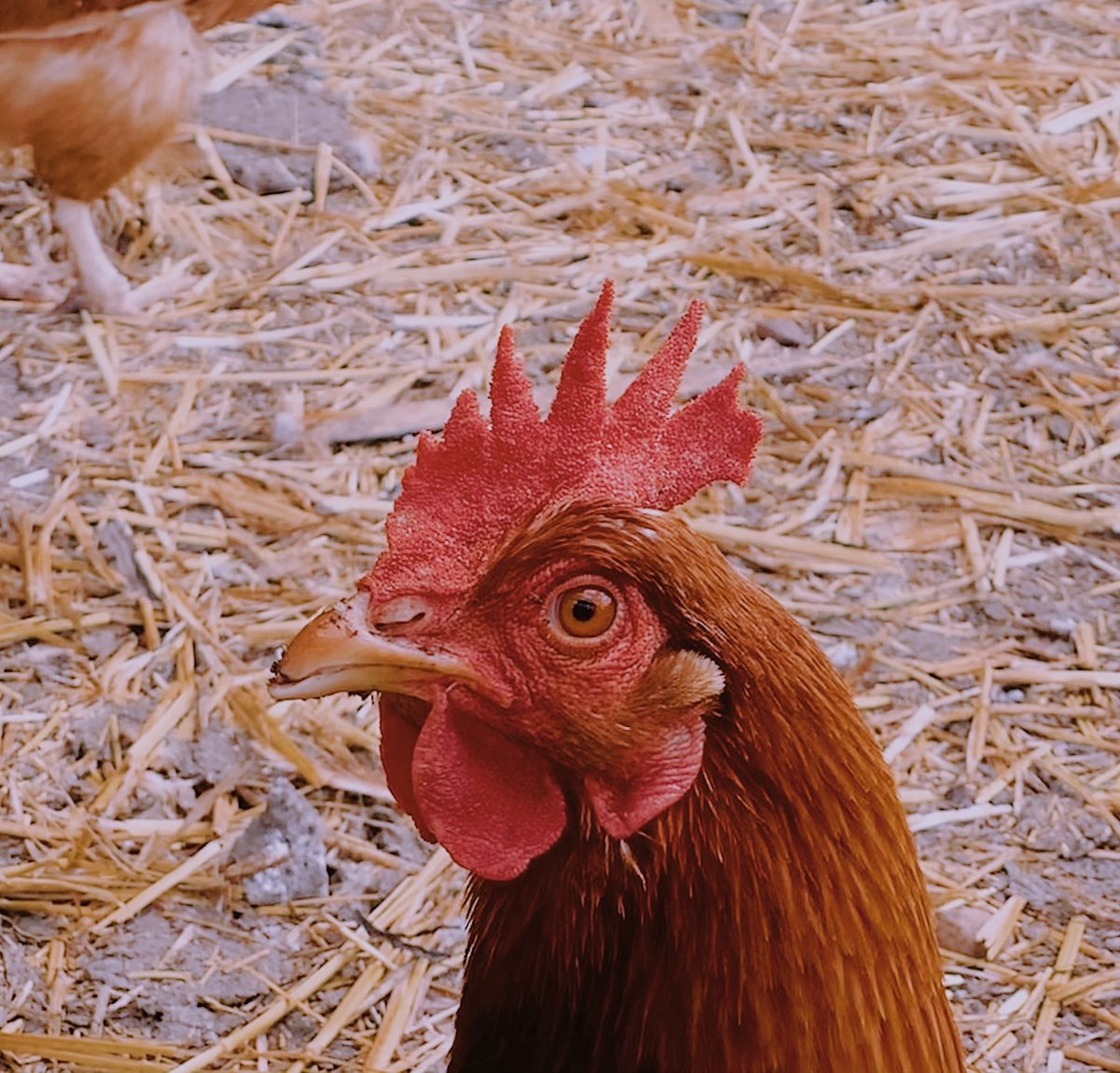 FarmShopAus's tweet photo. Boost your feathered friends' health and happiness with our range of poultry feeders! Shop online today. 🐔🐤

#poultryfeeders #agricultureaustralia #australia #farming 

https://t.co/dUniuPL18J https://t.co/O6JxYCQ5jD