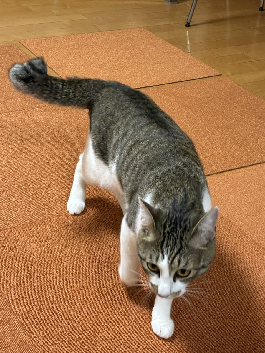 おもちくん tweet media