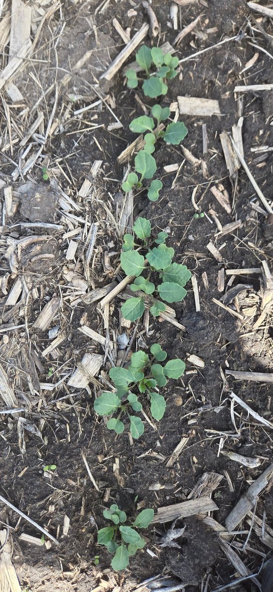 twostarfarmer's tweet photo. #sundayscout https://t.co/bqqOWh8riZ
