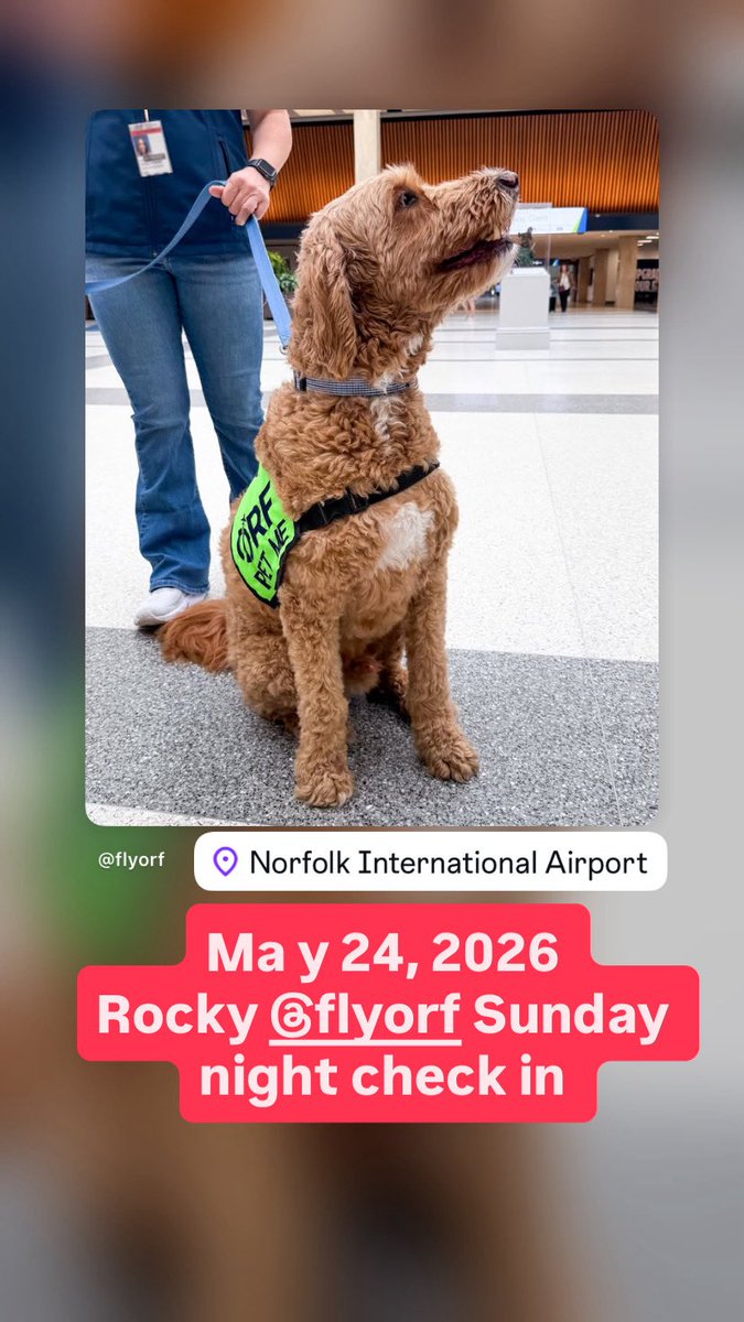 Airport Therapy Dogs tweet media