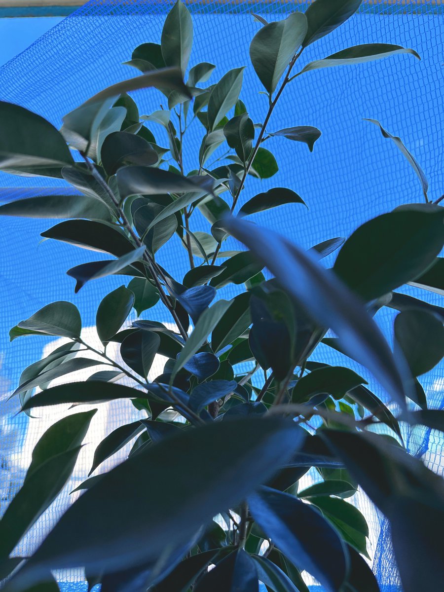 pine. tweet media