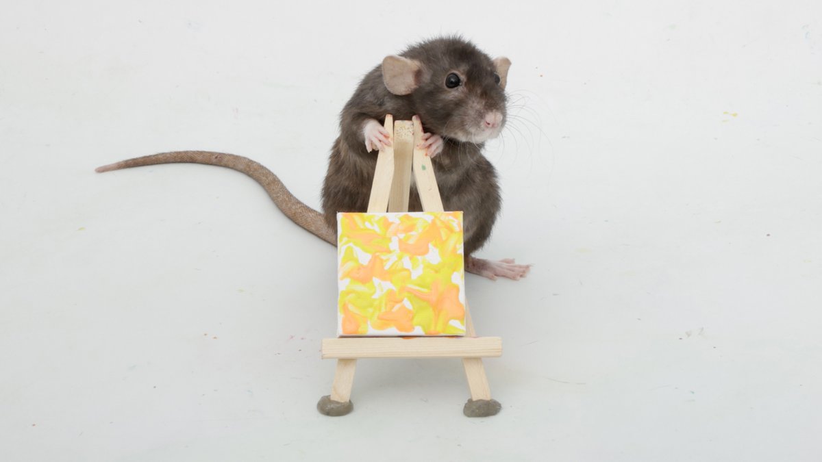Shadow the Rat tweet media