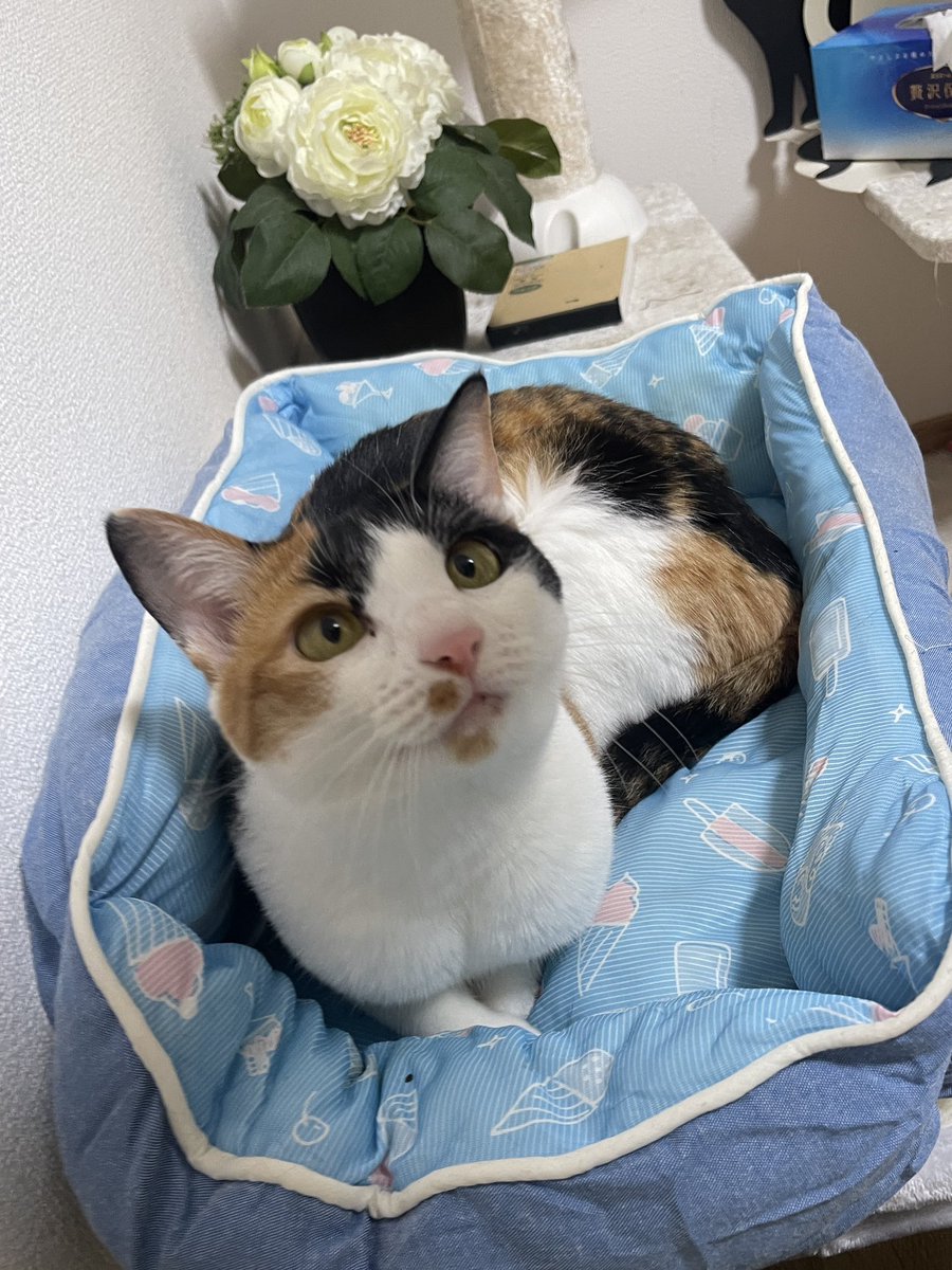 猫整体　キュベレイ tweet media