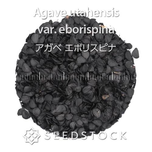 SEEDSTOCK (@seedstock_jp) / Posts / X