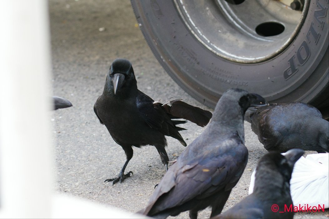 NPO法人札幌カラス研究会 tweet media