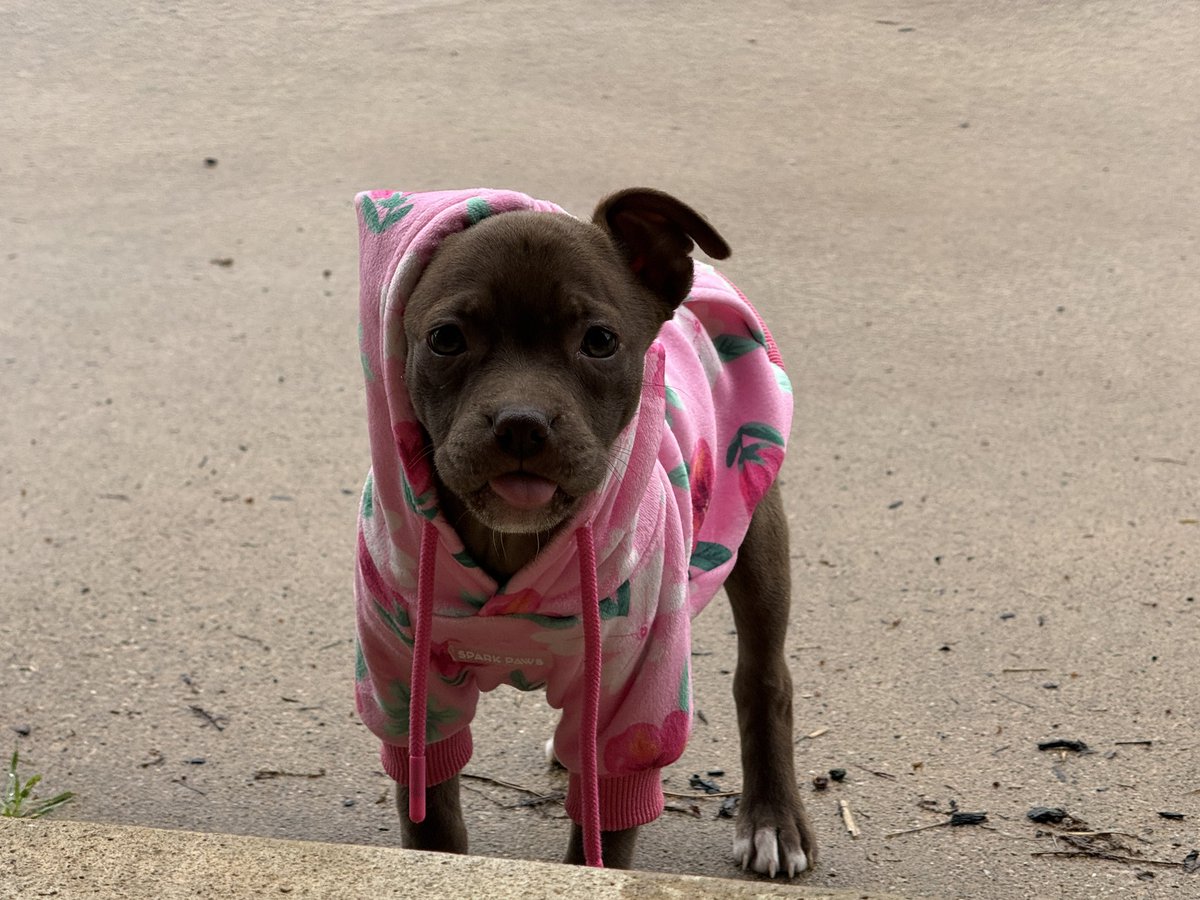 thatJESSEY's tweet photo. Happy #memorialdayweekend everyone! Cassia isn’t a fan of the weather 😝 #sparkpaws #puppiesoftwitter #cute https://t.co/c9QEKMyYYD