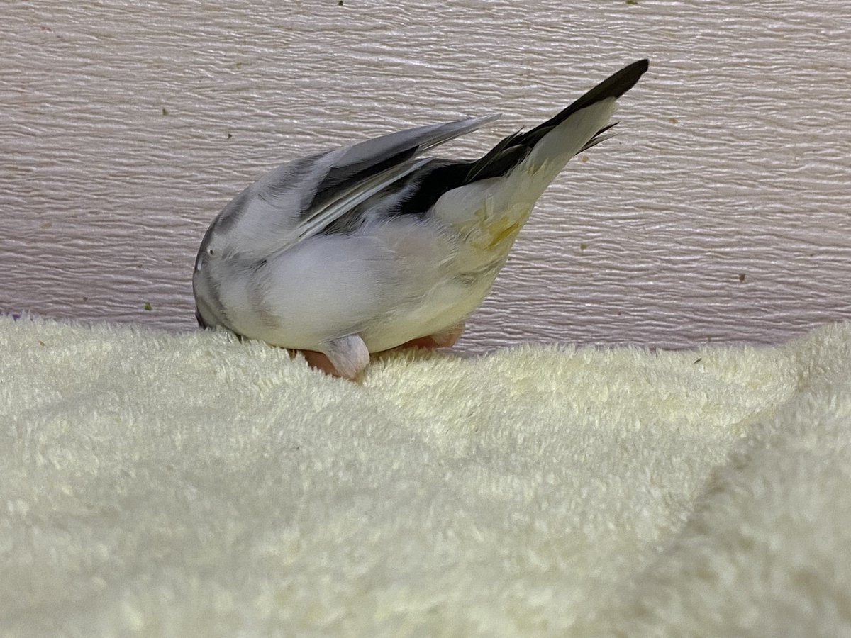 友と文鳥ズ°ʚ(•ө•)ɞ° tweet media