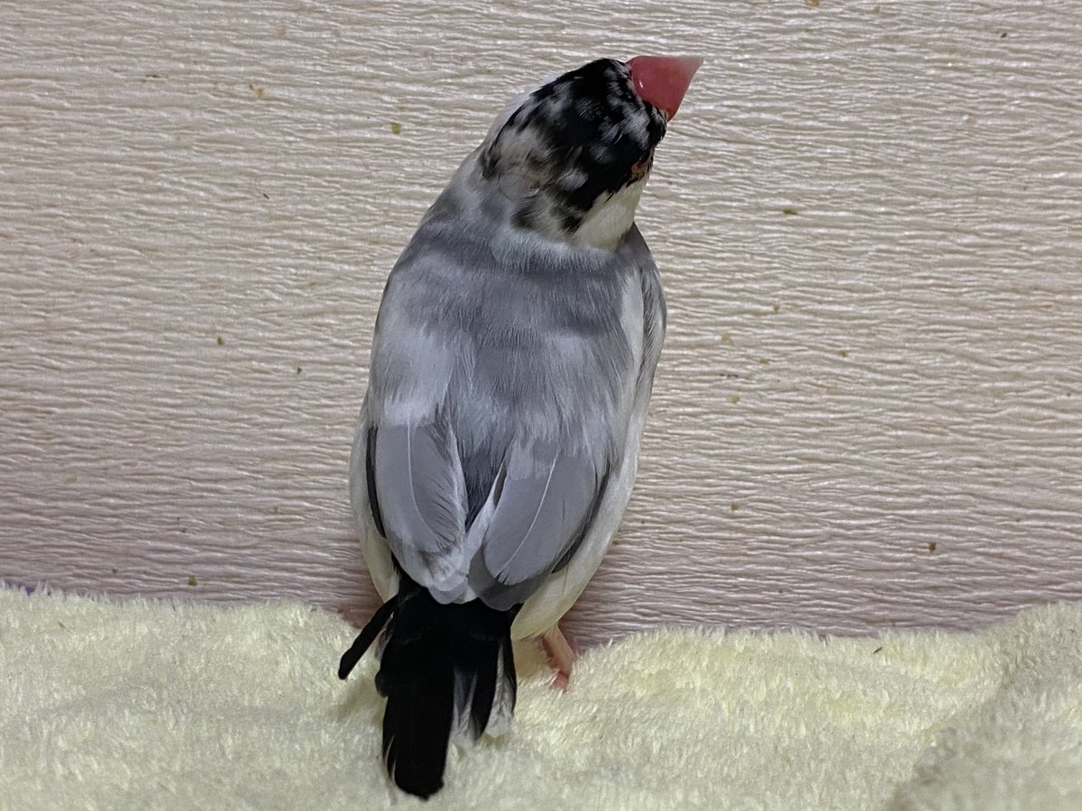 友と文鳥ズ°ʚ(•ө•)ɞ° tweet media
