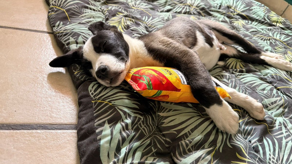 𝙷𝚎𝚕𝚊 𝙼𝚘𝚛𝚎 🐶 tweet media