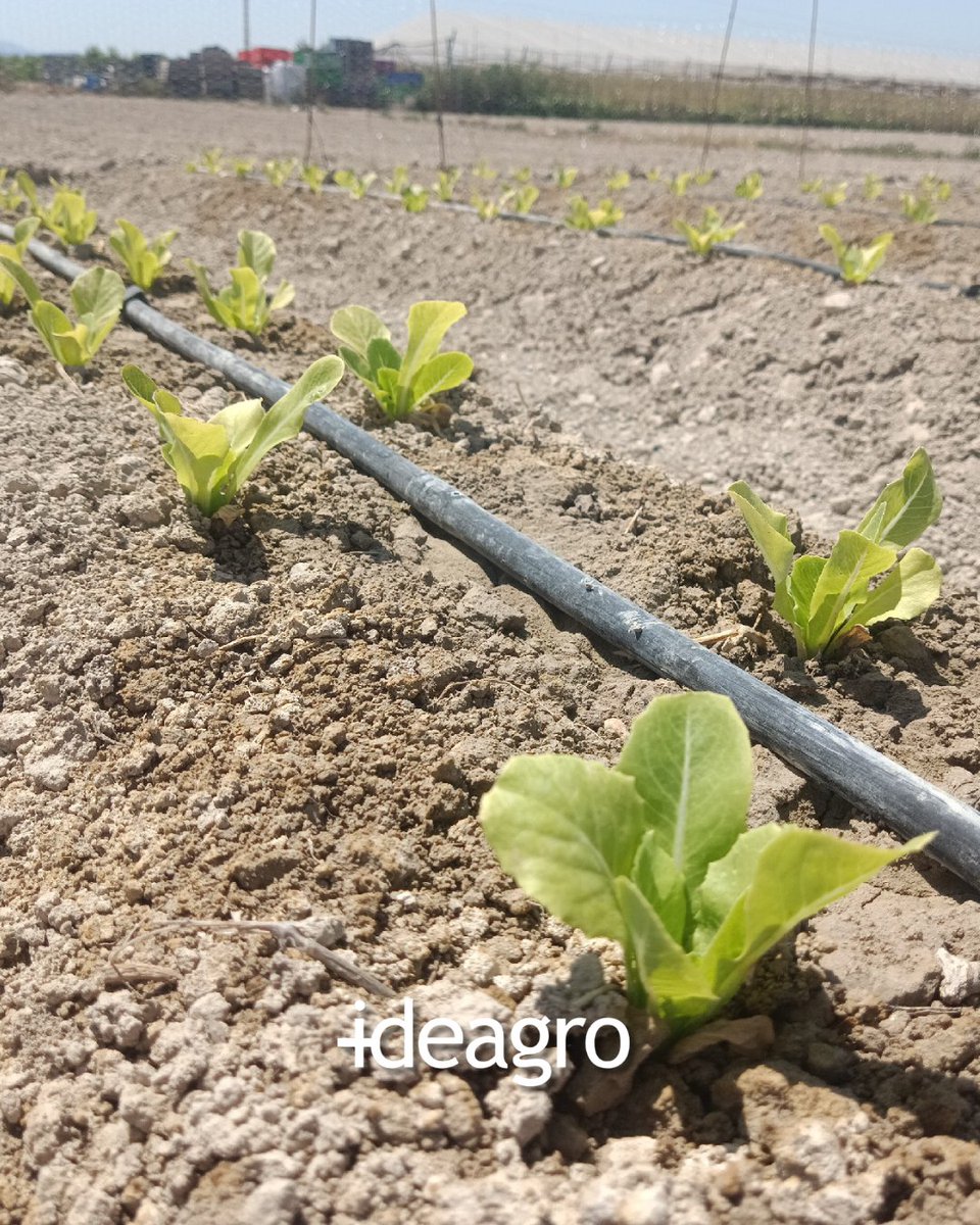 IDEAGRO tweet media