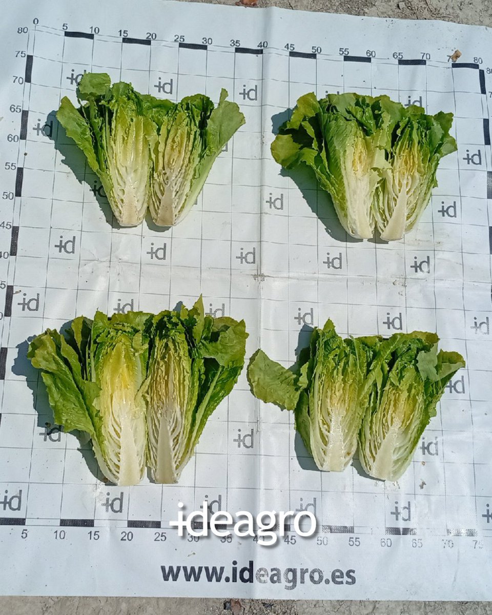 IDEAGRO tweet media