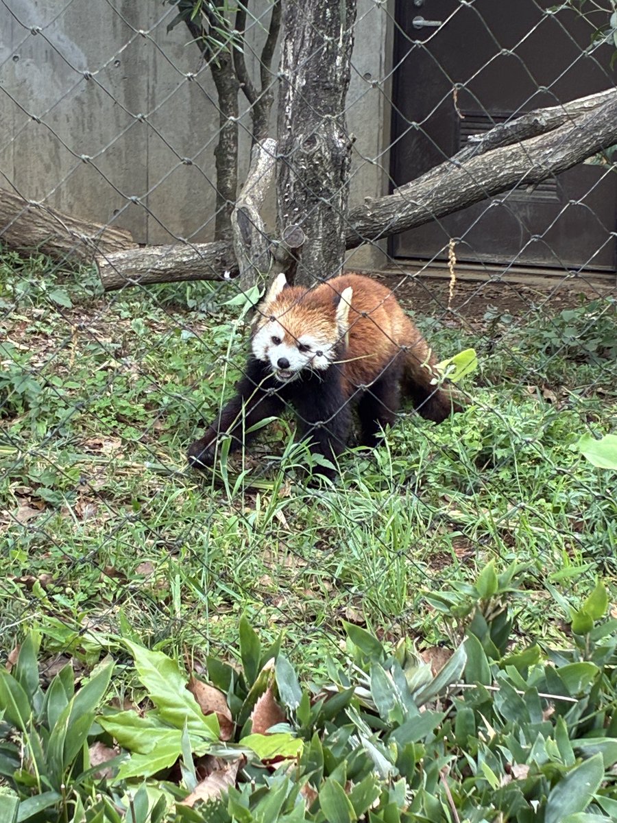 flypanda5's tweet photo. お久しぶりにSCZ #レッサーパンダ #リン #ココロ #ハナビ #埼玉こども動物自然公園 #scz https://t.co/dhU9V20wXu