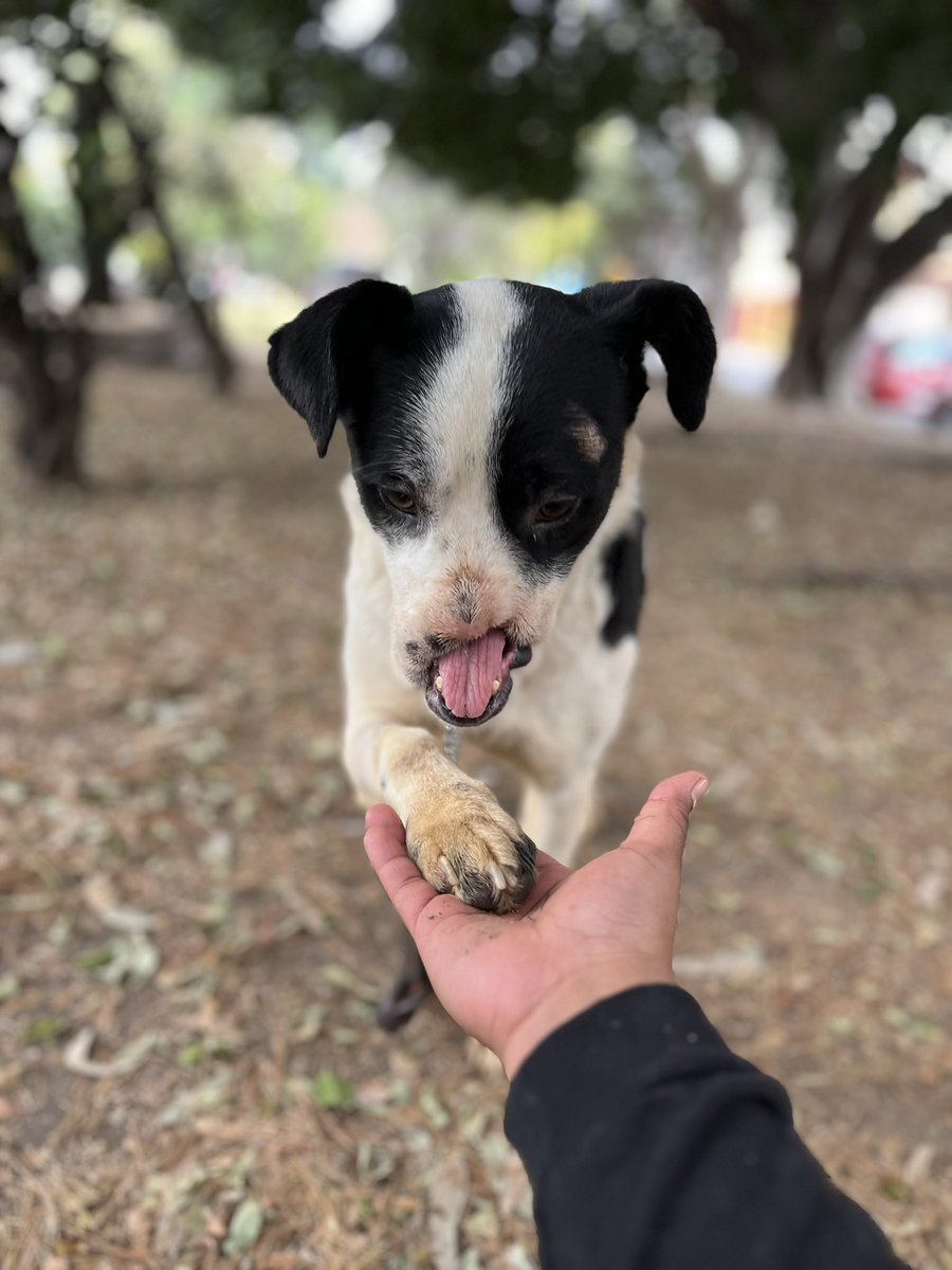 𝙷𝚎𝚕𝚊 𝙼𝚘𝚛𝚎 🐶 tweet media