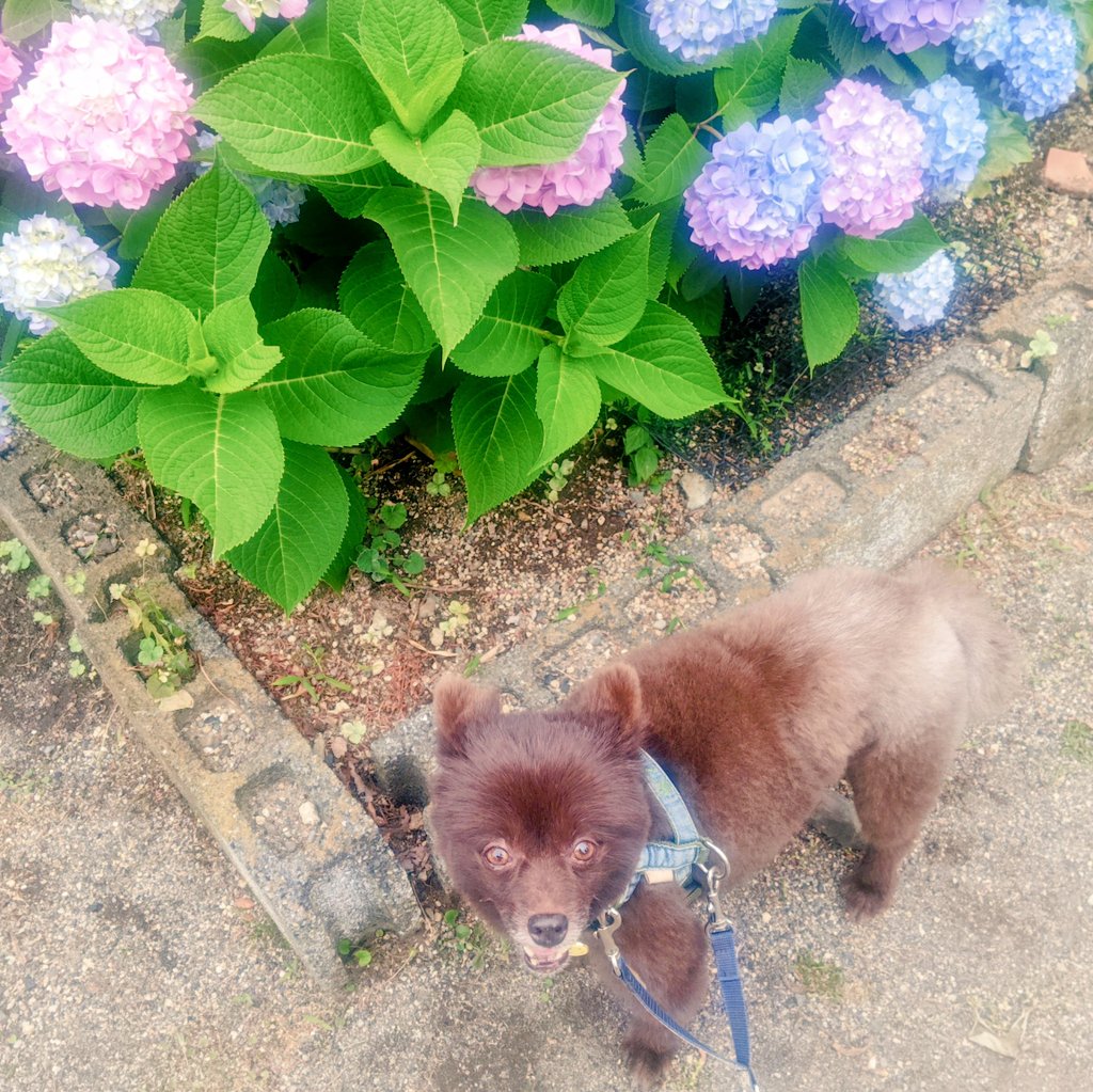 tptp0aj's tweet photo. #歩く国際協力2026
#WiHS
#チョコポメラニアン
#紫陽花
日曜日、6000歩歩いたのに、アプリ連携されていなくて⤵️
手動でなんとかならないか試したけどムダだった😢 https://t.co/Rml524WvCX