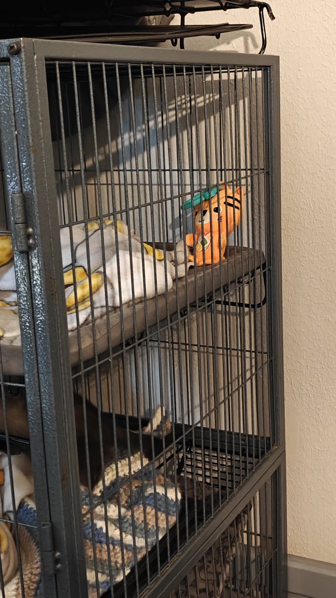 An_Emptybag's tweet photo. Inside the cage with Ranni and Melina, is a little baby toy tiger, with a soft jingle bell inside.  The girls have had it since their first week they were adopted ☺️

We have discovered, Melina always will move it near the food bowls, no matter where it is 😅🤭 Cute girls! 🥰 https://t.co/fwykEqKJnE