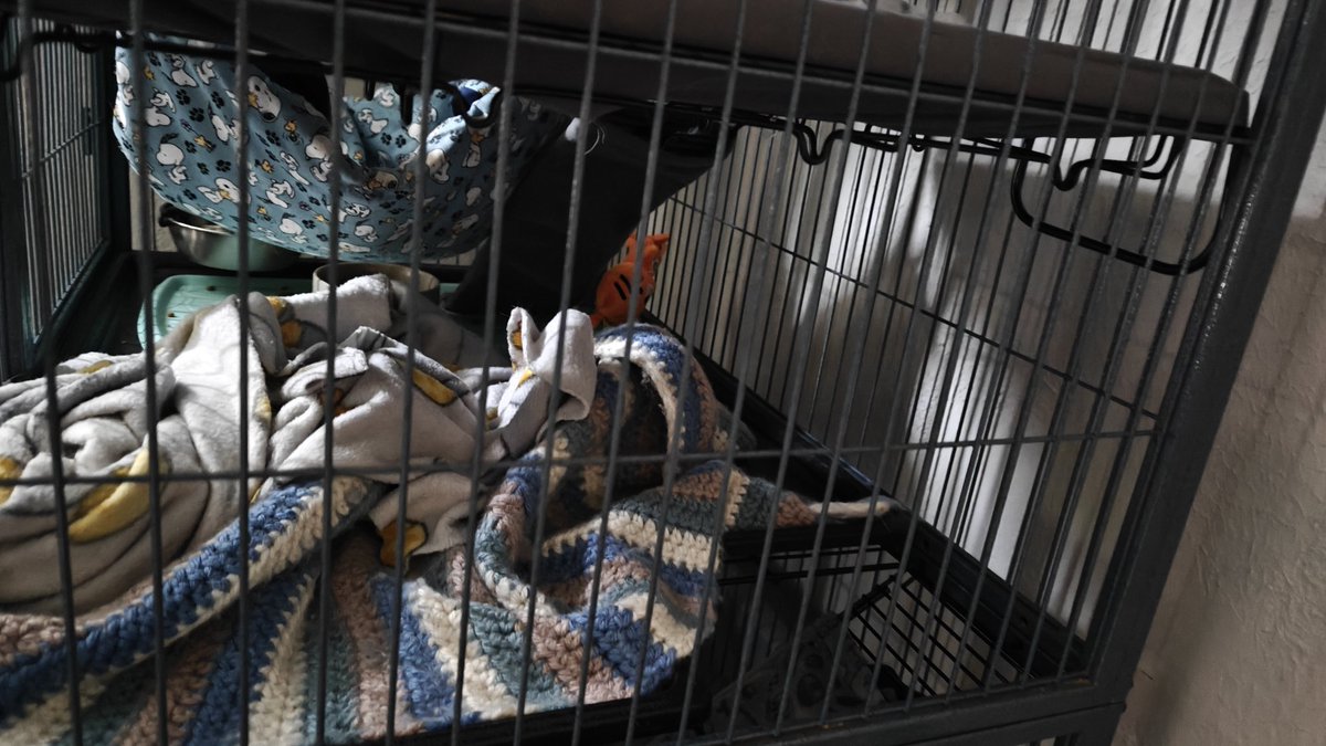 An_Emptybag's tweet photo. Inside the cage with Ranni and Melina, is a little baby toy tiger, with a soft jingle bell inside.  The girls have had it since their first week they were adopted ☺️

We have discovered, Melina always will move it near the food bowls, no matter where it is 😅🤭 Cute girls! 🥰 https://t.co/fwykEqKJnE