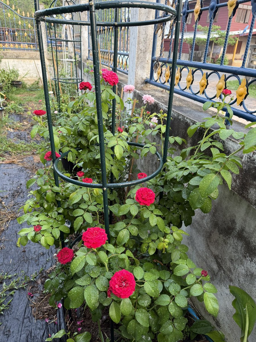 𝑳.𝑵.𝑹. 🌷⌇ tweet media
