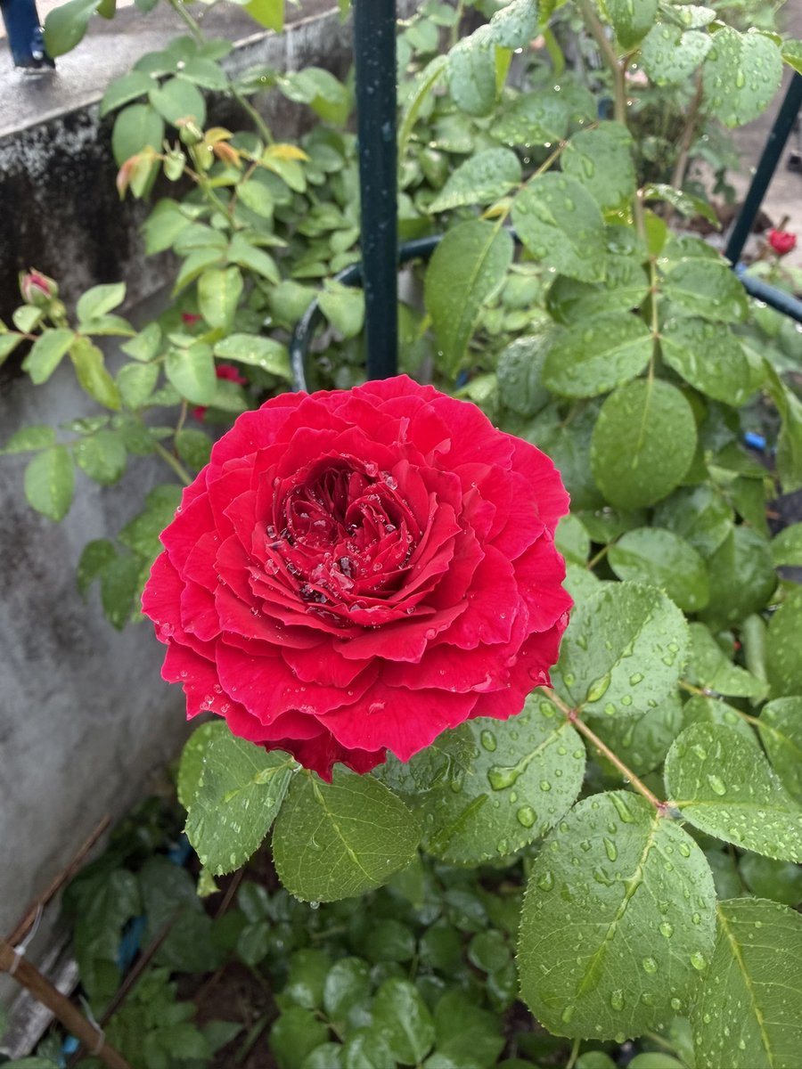 𝑳.𝑵.𝑹. 🌷⌇ tweet media