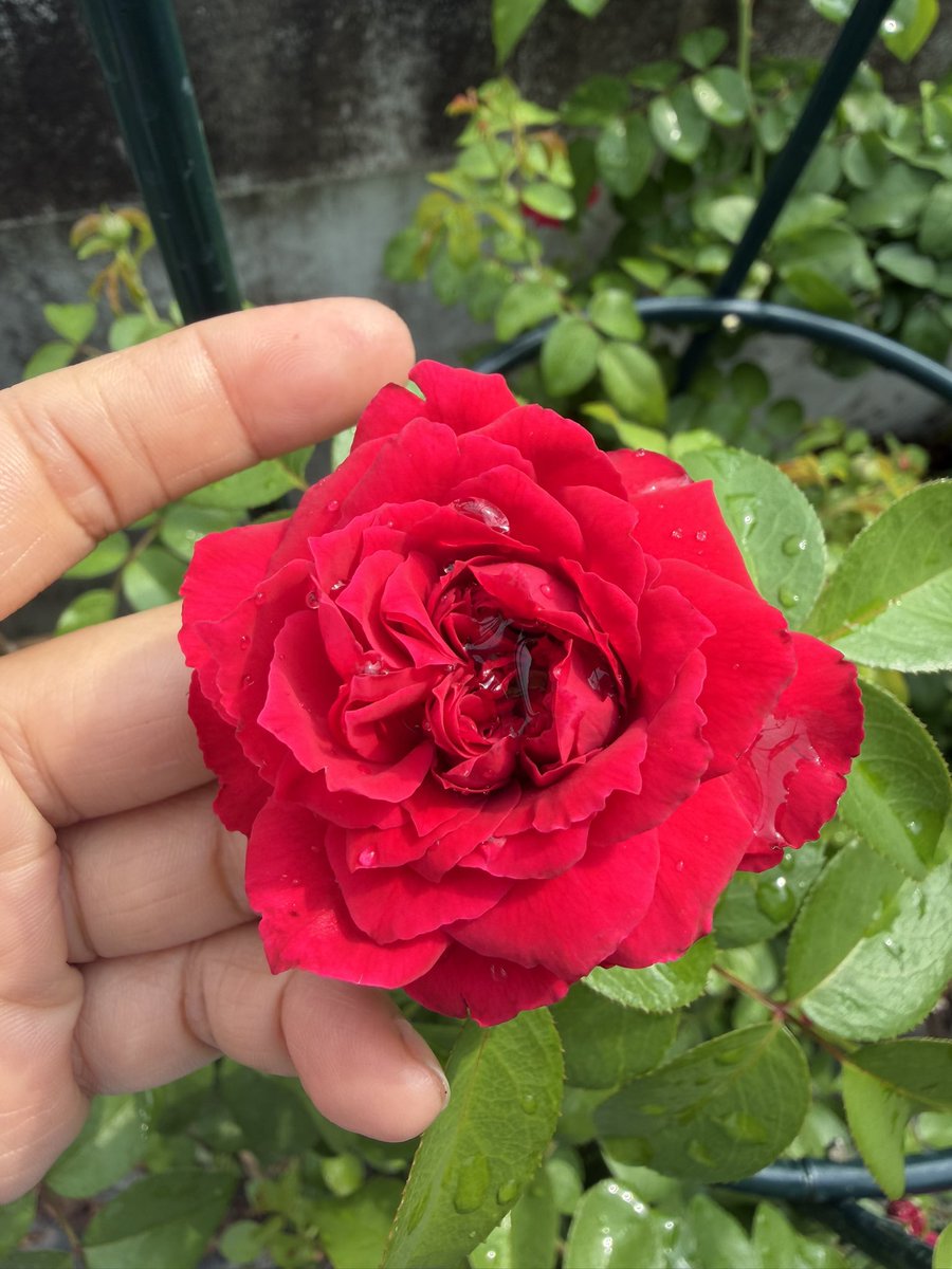 𝑳.𝑵.𝑹. 🌷⌇ tweet media