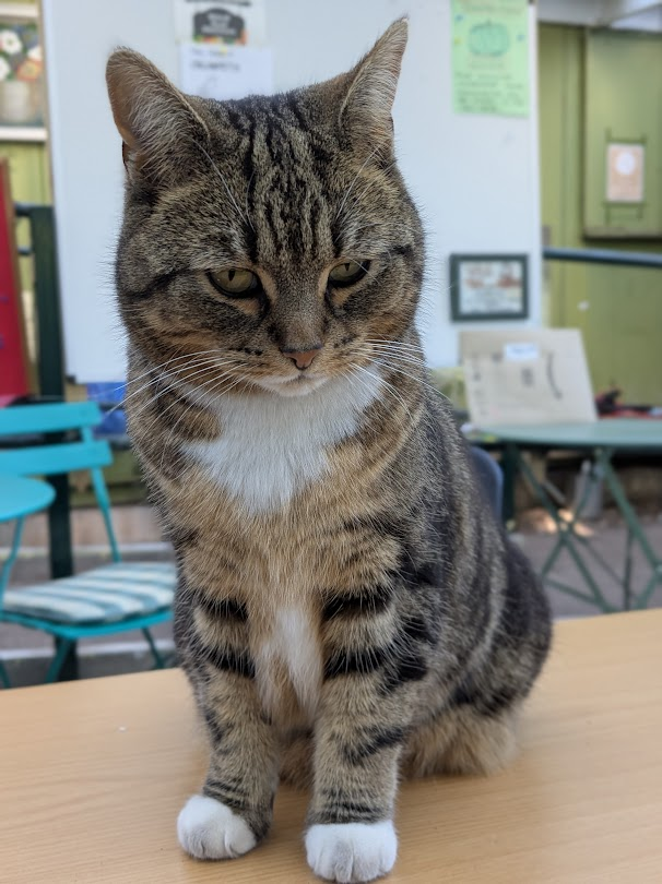 Robert Allotment cat,now helped by Janet & Amanda tweet media