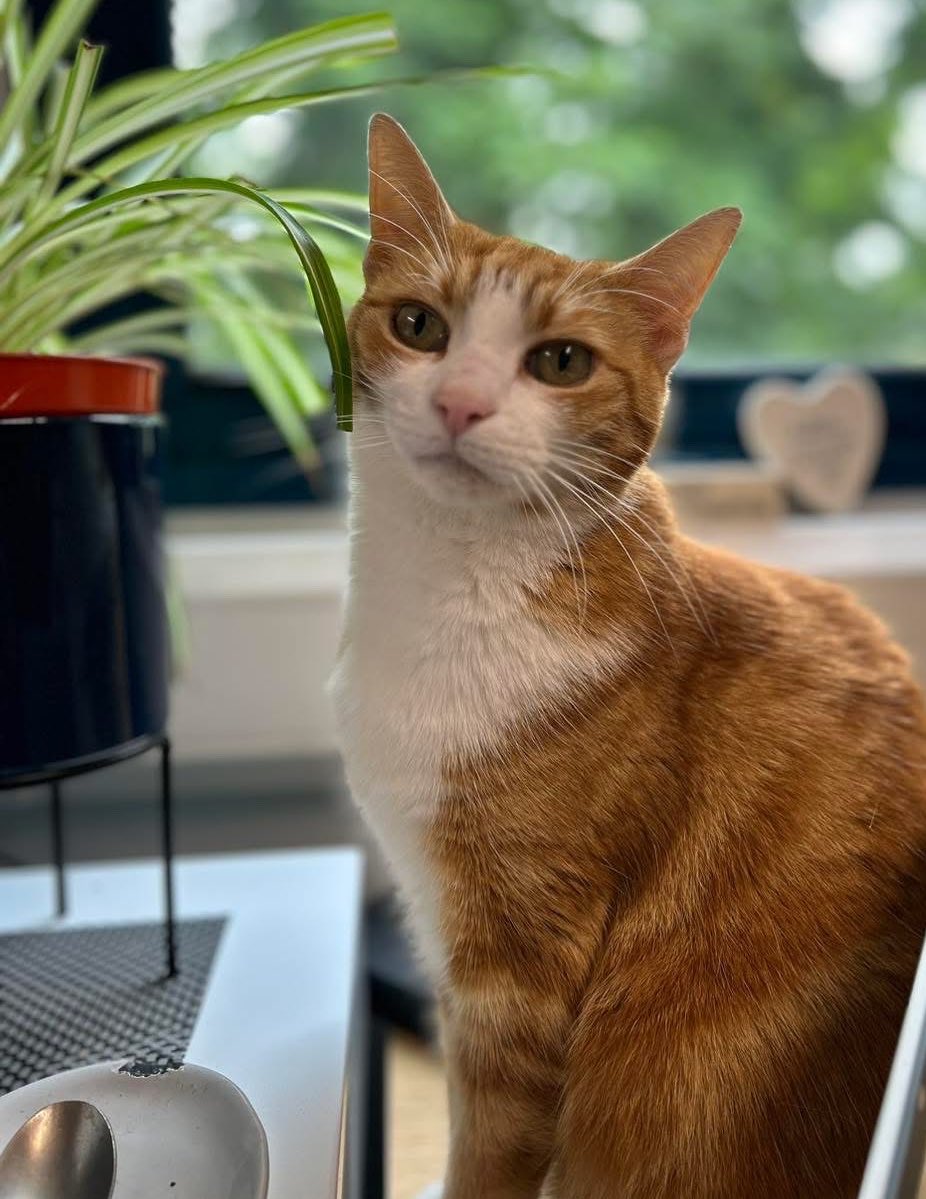 George The Stourbridge Junction Station Cat tweet media