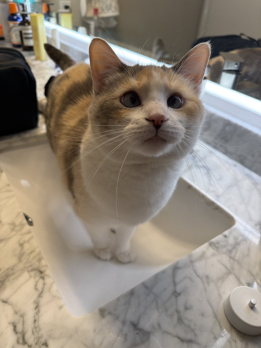 Panko A. Cat’s Mom tweet media