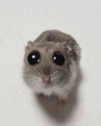 ᅠᵁ̲ᴺ ⋮ 𝐃𝐘𝒊𝐍𝐆𓈒ᅠᅠᅠ tweet media