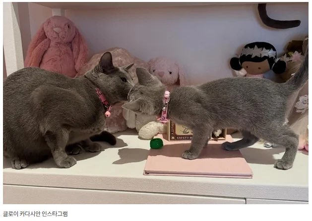직직이 tweet media