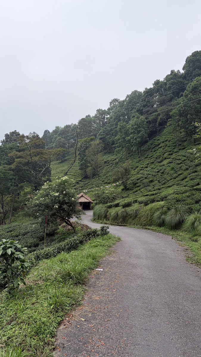 Arrpita's tweet photo. Tea gardens 🍃 https://t.co/do7cwTTXLi