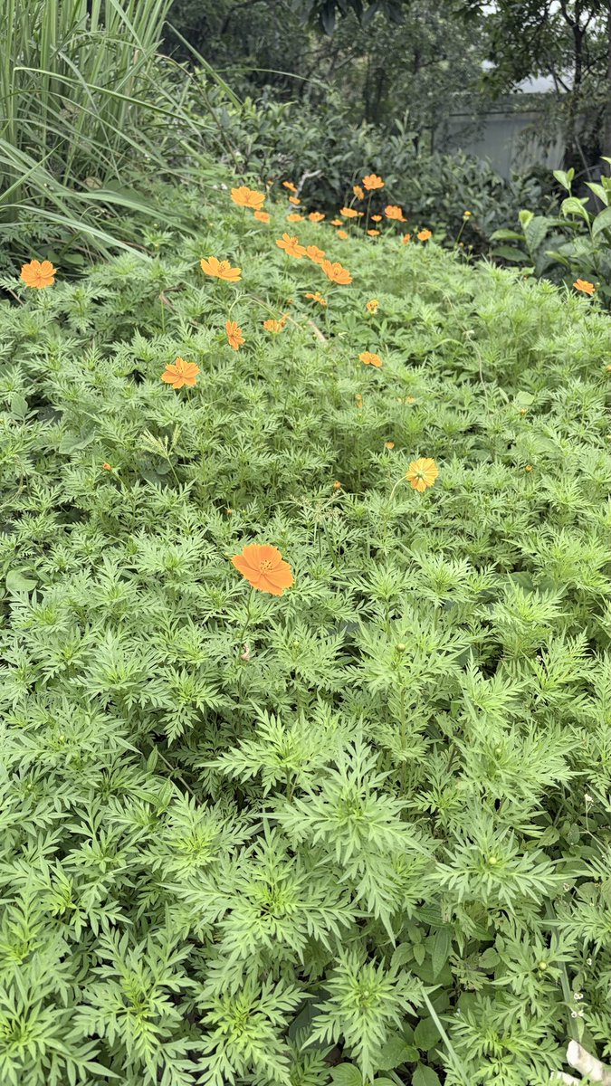 Arrpita's tweet photo. Tea gardens 🍃 https://t.co/do7cwTTXLi