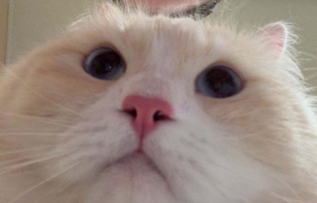 Inniemmi's tweet photo. He wanted to participate too
#ssd #stayselcaday #Soonie #μμ΄ https://t.co/QktE4kkzPg