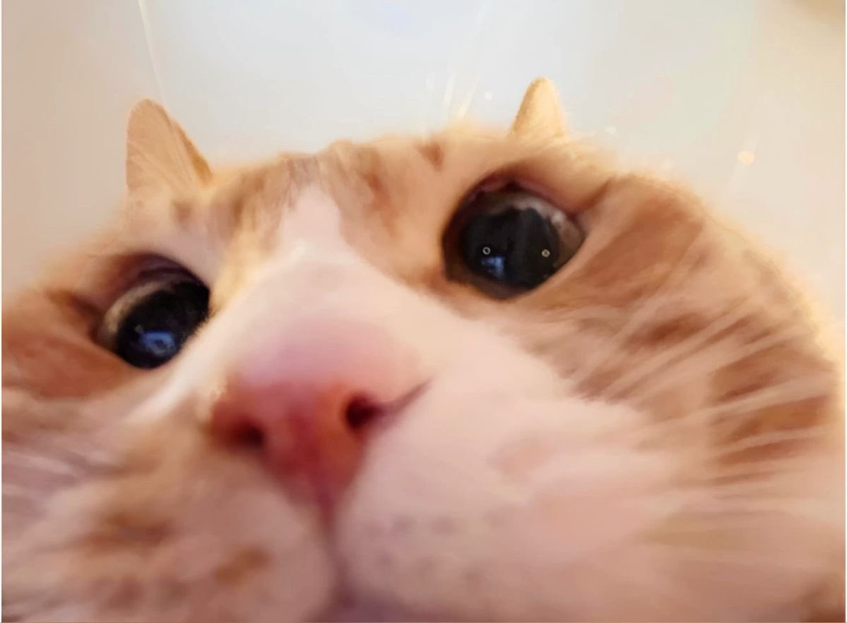 Inniemmi's tweet photo. He wanted to participate too
#ssd #stayselcaday #Soonie #μμ΄ https://t.co/QktE4kkzPg