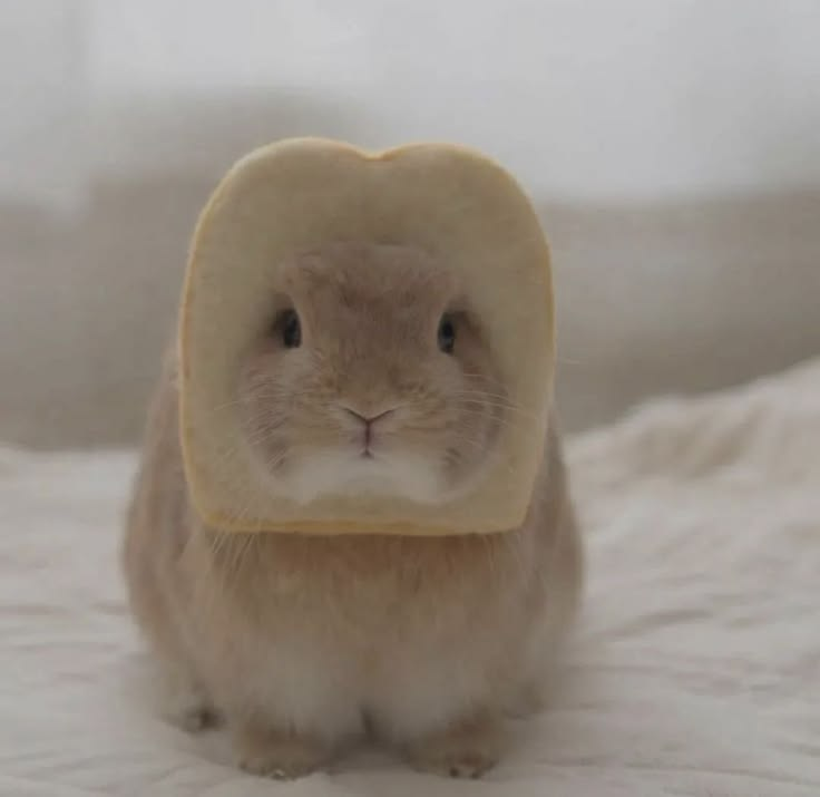 Usagi-chan tweet media