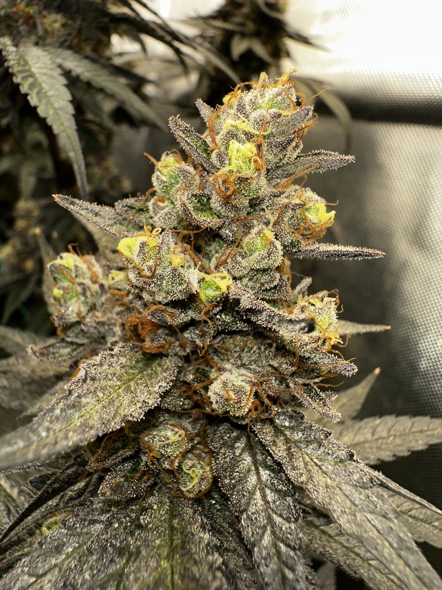 CscDiamond2029's tweet photo. Non gmo cherry 3 https://t.co/qgNKZMFvdr