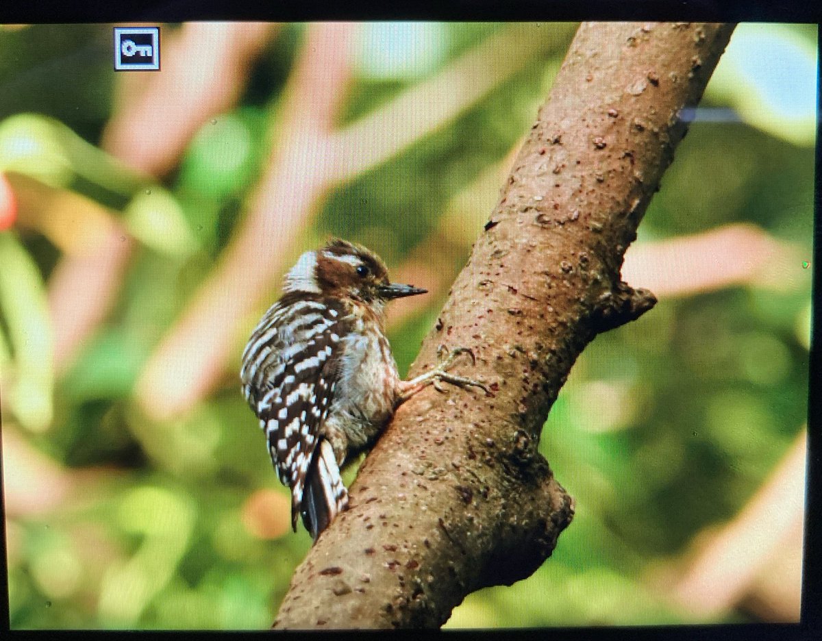 TSbird1118's tweet photo. その他三宅シリーズ① https://t.co/oJQJdhYiAa