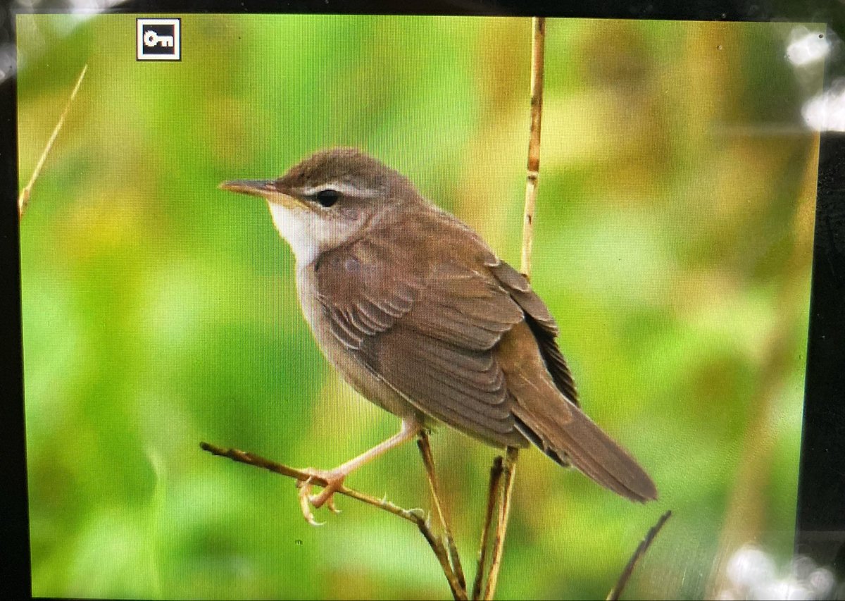 TSbird1118's tweet photo. その他三宅シリーズ① https://t.co/oJQJdhYiAa