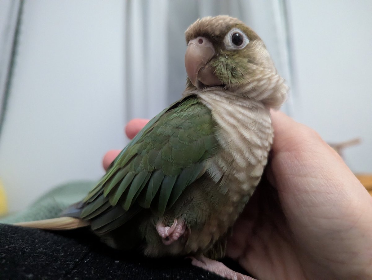 rambirdlings's tweet photo. 1/2 extremely relaxed

1/2 extremely alert https://t.co/qFKUAuRqst
