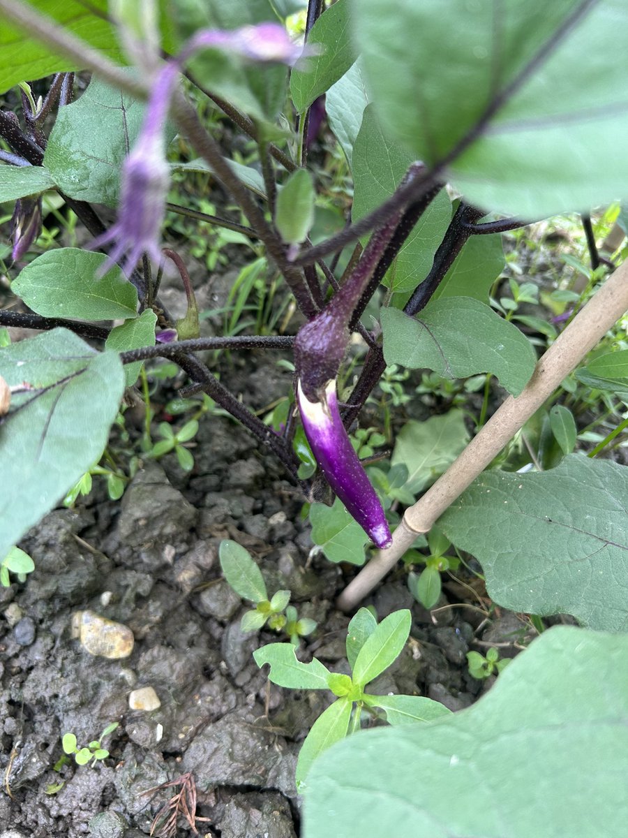 茄子番茄快快长大，我等不及吃了。