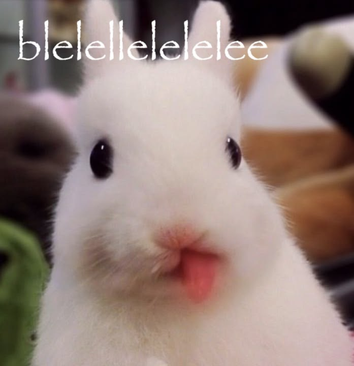 Usagi-chan tweet media