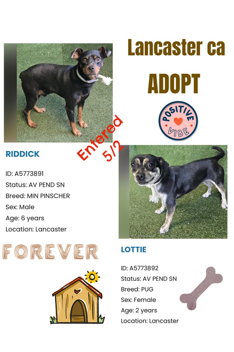 SarahjaneGille1's tweet photo. I NEED HELP REPOSTING Getting dogs seen noticed viewed attention looks โผ๏ธ๐พ๐โฌ๏ธ
Please ~ HELP ME POST views & reposts are down. All dogs need us helping ๐โผ๏ธ
Meet RIDDICK & LOTTIE
@AnimaLancaster
๐ #A5773891 M 6yrs old #MiniPinscher RIDDICK Mature
๐ #A5773892 F 2yrs #PUG LOTTIE
I stress lots of dogs at #Lancaster itโs the weekend dangerous time #LosAngeles #California
SIMPLE โผ๏ธ HELP PLEASE ๐ ๐พ #REPOST #SHARE or #ADOPT #FOSTER #RESCUE
Contact
5210 West Avenue I
Lancaster, CA 93536
(661) 940-4191
acclancaster@animalcare.lacounty.gov
@LACoAnimalCare
@AnimaLancaster @mapleveewesem @SabaMekaZeus